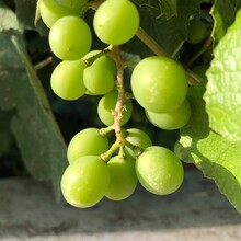 Closeup Of A Small Green Grape Bunch Among Green Vine Leaves On A Sunny Day. Selective Focus