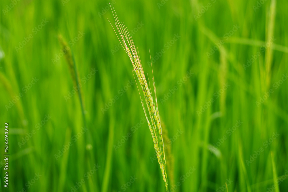 Oryza granulata ,Bird rice grass, weeds in tropical rice fields in ...