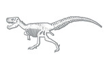 Fototapeta  - Dinosaur skeleton isolated on white background. Tyrannosaurus rex. Prehistoric animal.Vector graphics