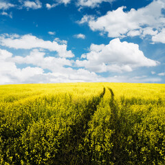 Wall Mural - beautiful summer fields