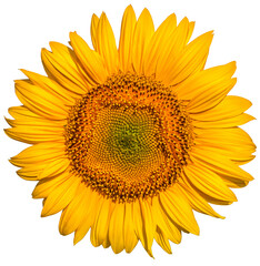 Wall Mural - Sunflower flower on a white background close up.