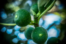 A Closeup Photo Of Green Figs On A Tree With A Bokeh Background