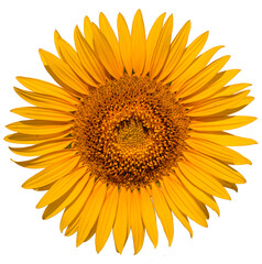 Wall Mural - Sunflower flower on a white background close up.