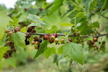 Wall Mural - Blurred image of a branch with leaves and unripe currant berries.