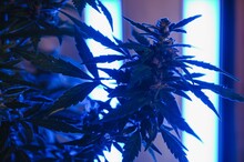 Cannabis Marijuana Plant In Vaporwave Deep Purple Neon Style. Medical Plant Of Cannabis Or Hemp With Flowering Buds And Ultraviolet Light. Blooming Vegetative Bush With Crystal Trichomes