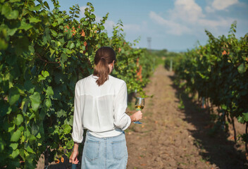 A young girl with a glass of white wine walks along the vineyard, rear view