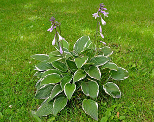 Wall Mural - Hosta (Function) of the Francee variety. Flowering plant