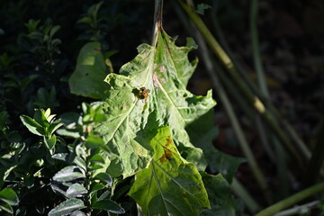 Wall Mural - honey bee on a green leaf 