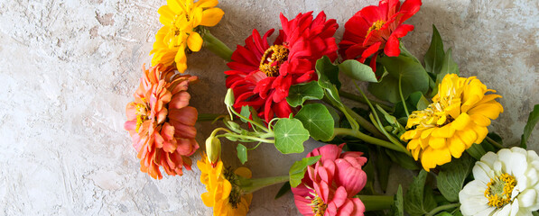 Wall Mural - colorful zinnias on a light background close-up
