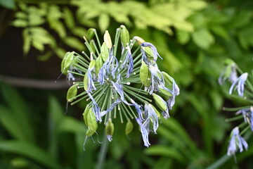 close up of a blue flower