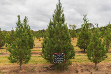 Merry Christmas Sign In Tree Farm 