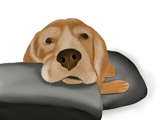 Wall Mural - Beagle face laying on isolated transparent background.	Hand draw concept.