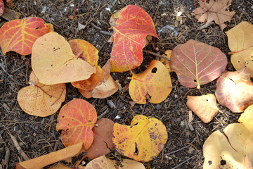 Wall Mural - colorful dry fallen leaves on forest floor or park ground