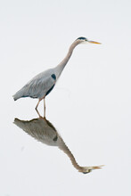 Great Blue Heron And Its Reflection Seen In Shallow Tidal Waters Of A Coastal Wetland Swamp Where It Feeds On Fish And Mollusks 
