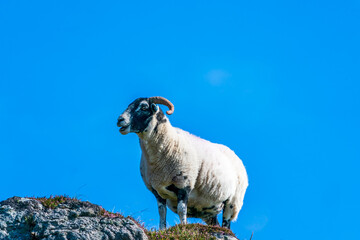  Scottish Blackface sheep on the Isle of Lewis and Harris, Scotland