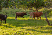 Young Bulls Graze On A Green Meadow