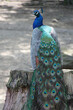 peacock in a zoo in lille (france)