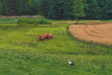 Fototapeta  - cows in a field