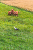 Fototapeta  - stork and cows in a meadow