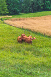 Fototapeta  - cows i a meadow