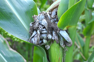 A corn plant affected by the fungus Ustilago zeae Unger