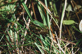 Fototapeta  - frog on the grass