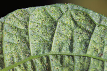 Wall Mural - Tetranychus urticae (red spider mite or two-spotted spider mite) is a species of plant-feeding mite a pest of many plants. Damage on the bean leaves.