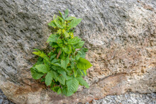 Green Leaves Of A Poison Ivy Plant Growing Out Of A Large Boulder, Daytime, Nobody