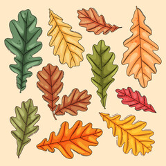 Wall Mural - Autumn oak leaf collection. Coloured oak tree leaves element set. vector illustration 