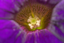 Close-up Of The Stamens Of A Purple Petunia Flower.