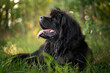 Pies rasy nowofunland leży w cieniu na trawie 
