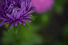Purple Aster Flowers Close-up, White Buds, Symmetrical Aster Bokeh, Beautiful Background