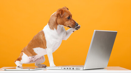 handsome jack russell terrier portrait.beautiful dog with laptop on yellow background isolated.business technology training online shopping video call concept