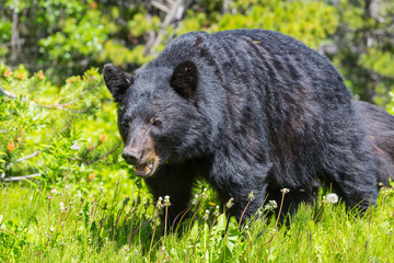 Wall Mural - Black bear