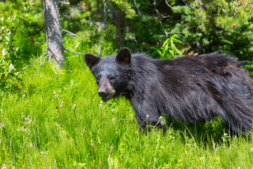 Wall Mural - Black bear