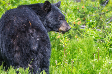 Wall Mural - Black bear