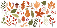 A Set Of Autumn Plants On A Separate White Background