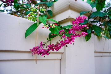 Clerodendrum thomsoniae flower in garden