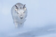 © Marcin Dobas - Svalbard reindeer (Rangifer tarandus platyrhynchus) interacting, Spitsbergen, Svalbard,