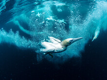 Underwater Gannets Chasing Fish