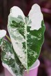 A white and green marbled leaf of Alocasia Frydek variegated plant