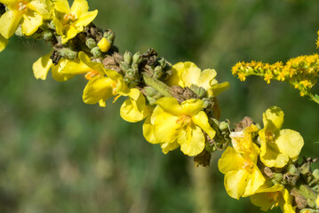 Canvas Print - Verbascum thapsus,  great mullein yellow flowers closeup selective focus