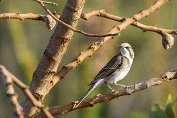 Wall Mural - The Tawny-crowned Honeyeater (Gliciphila melanops) is a pale brown medium sized bird with a whitish throat and bib. Its distinctive tawny crown gives rise to its name