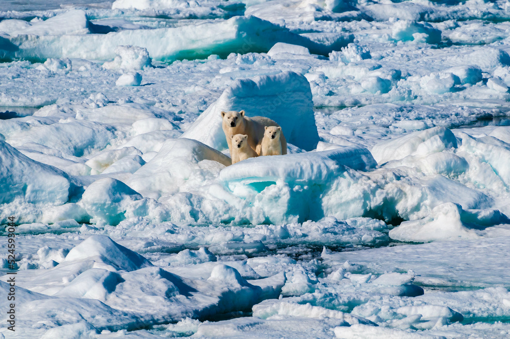 Mother polar bear and her two cubs walking an ice pack in the Arctic ...