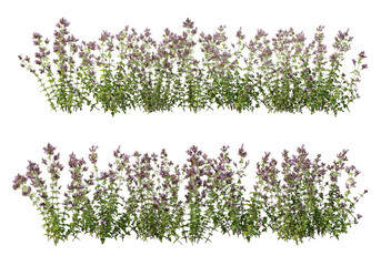 Sticker - Shrubs and flower on a transparent background
