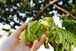 gardener's hand shows leaves of diseased plant affected by insect pests or viral fungal disease