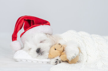 Leinwandbilder - Cute Lapdog puppy wearing red santa hat sleeps and hugs toy bear under white blanket at home. Top down view