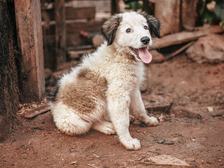 Canvas Print - Small cute stray dog puppy resting on dirty ground at house yard, mouth open, tongue out, as if it's smiling