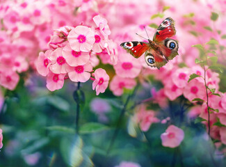 Fotomurales - Bright peacock butterfly (Aglais io, Inachis io) in flight over lush pink phlox Traviata flower, macro.
