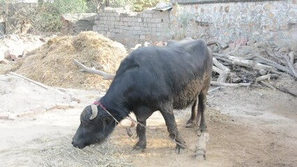 Wall Mural - Black Water buffalo eating grass in countryside field ground. domestic water buffalo in india eating grass in indian rural town village.